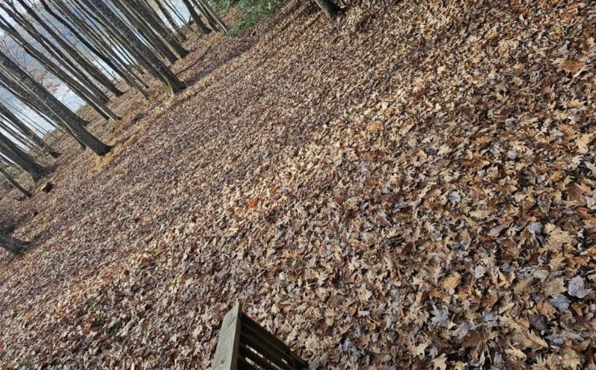 Before fall leaf cleanup on lakeside property at Deep Creek Lake